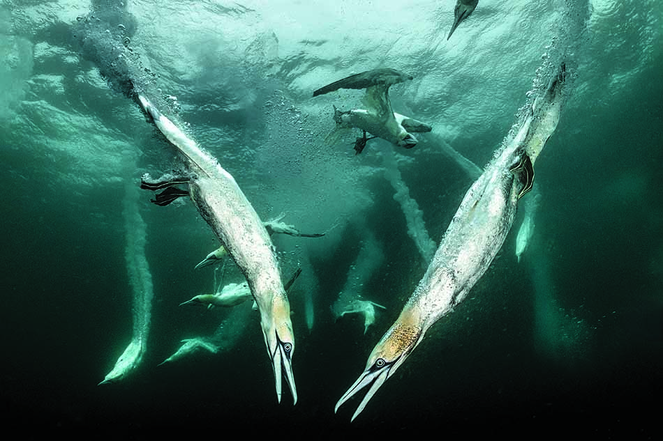 Des poissons nageant en groupe sous l'eau, illustrant la richesse de la biodiversité marine.