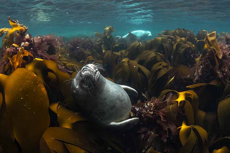 Un phoque se repose parmi les algues marines, illustrant la beauté de la vie sous-marine.