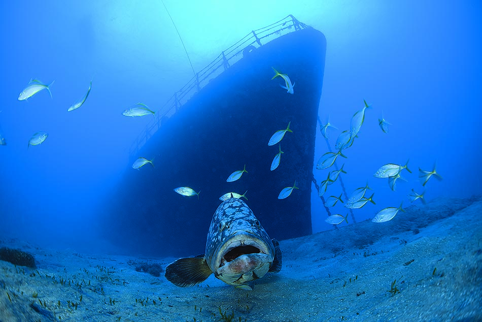 Un poisson se repose au fond de l'océan, près d'une épave mystérieuse, attirant les plongeurs.