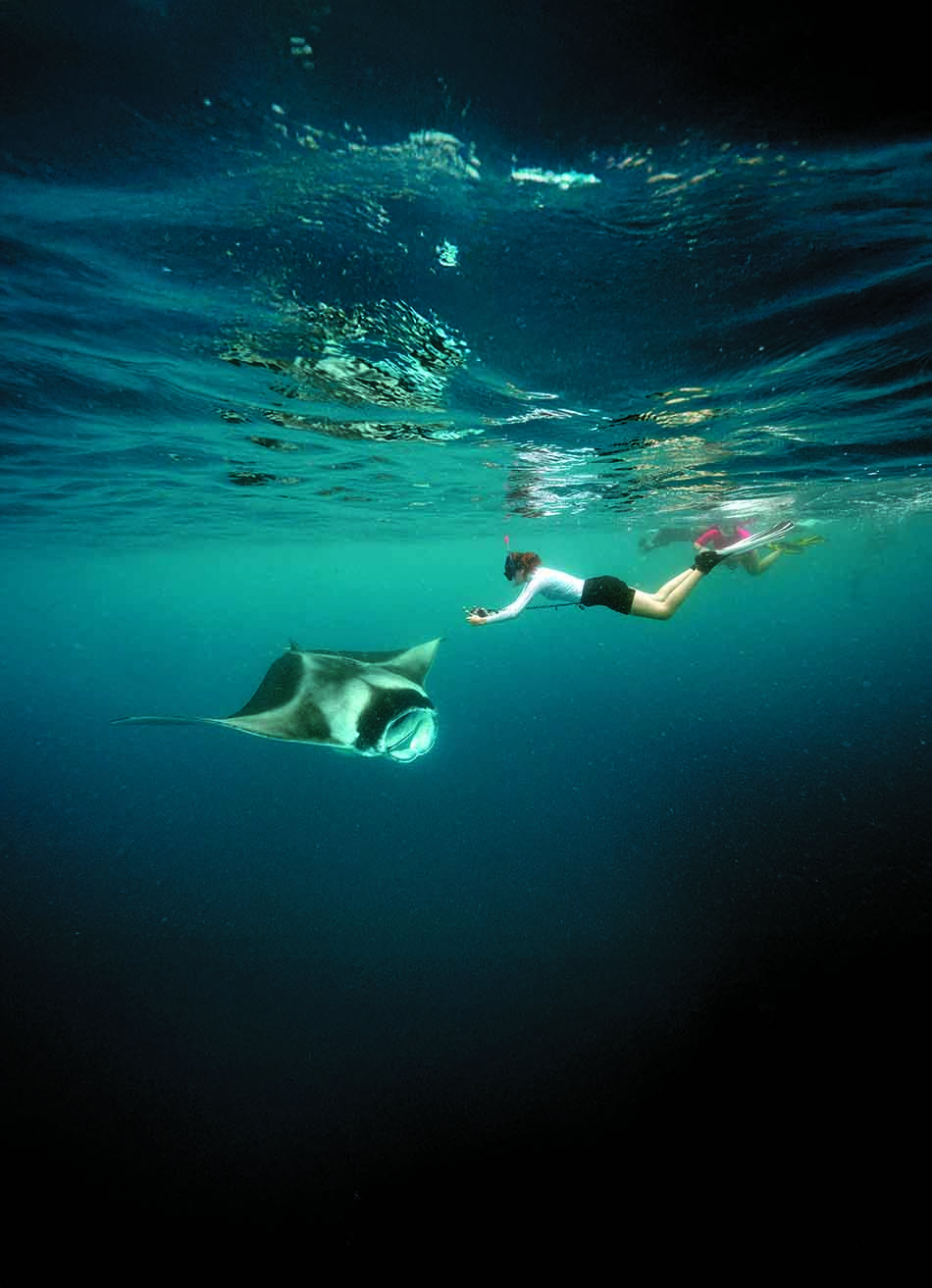 Un plongeur observe une raie manta majestueuse dans les eaux cristallines d'un récif sous-marin.