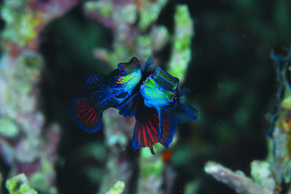 Deux poissons colorés évoluent harmonieusement dans un récif corallien vibrant, illustrant la beauté de la vie sous-marine.