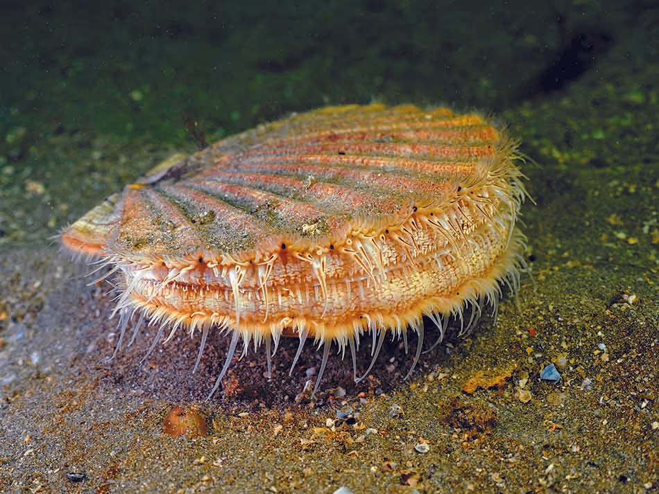 Coquille Saint-Jacques posée sur le fond marin, symbole de la biodiversité sous-marine.