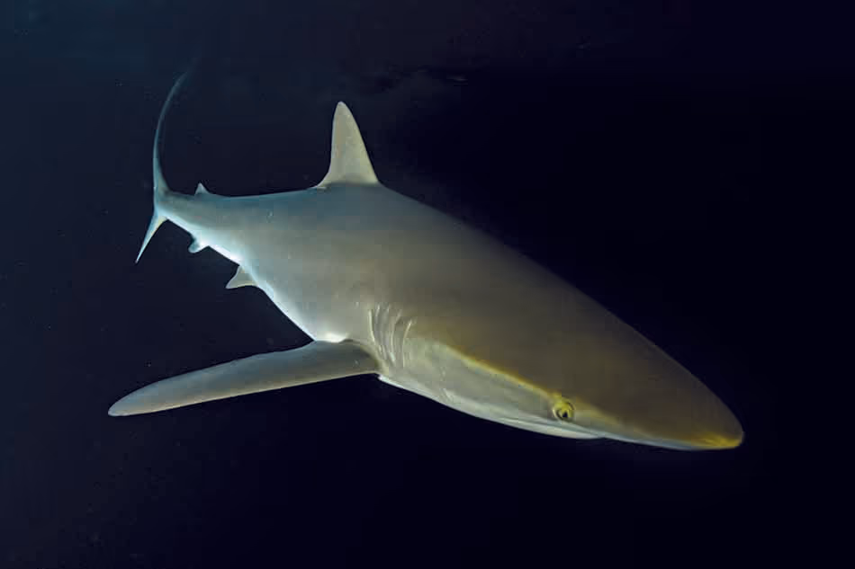 Un requin évolue majestueusement dans les profondeurs sombres de l'océan.