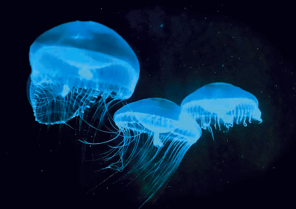 Méduses bioluminescentes illuminant les profondeurs marines, fascinantes pour les plongeurs et les amateurs d'océan.
