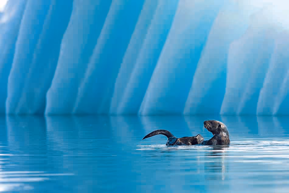Loutre de mer jouant paisiblement dans des eaux cristallines, entourée de glaciers majestueux.