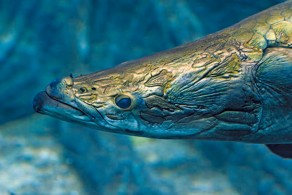 Un poisson-chat majestueux explore les profondeurs marines, captivant les plongeurs par sa beauté.