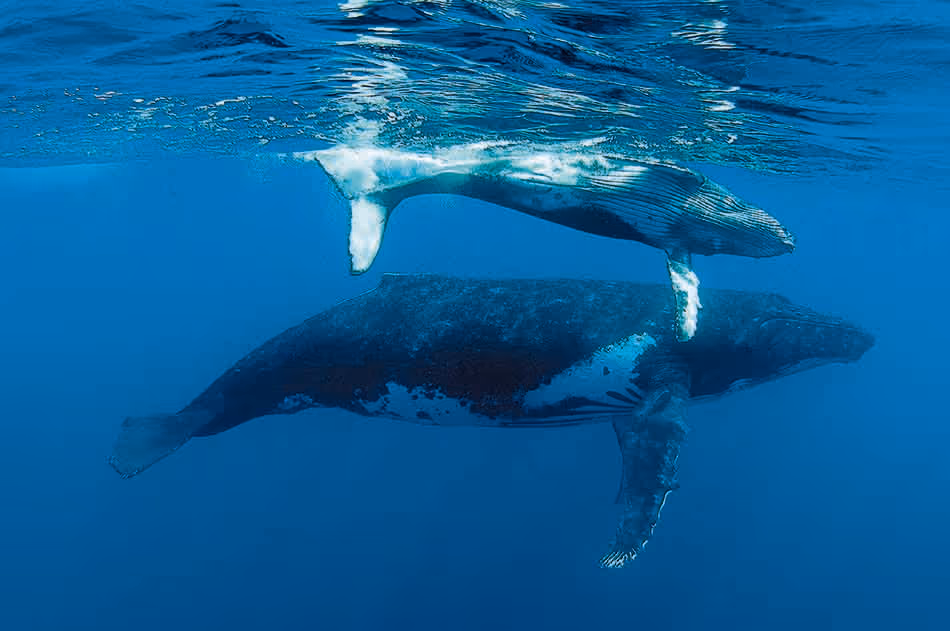 Deux baleines à bosse nagent ensemble dans les eaux cristallines, illustrant la beauté du monde sous-marin.