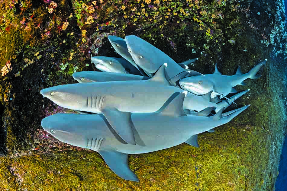 Un groupe de requins se repose sur un fond marin coloré, illustrant la biodiversité sous-marine.