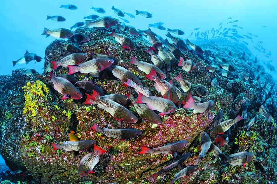 Un banc de poissons colorés évolue autour d'un récif corallien vibrant en milieu sous-marin.