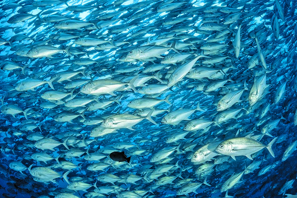 Un banc de poissons évoluant dans les eaux cristallines, symbole de la richesse marine.