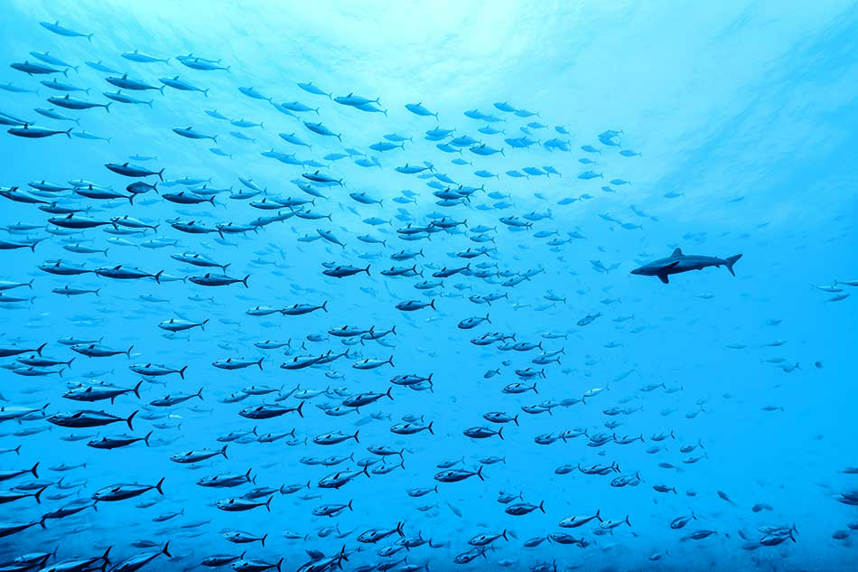 Un banc de poissons évolue majestueusement dans les profondeurs marines, accompagné d'un requin.