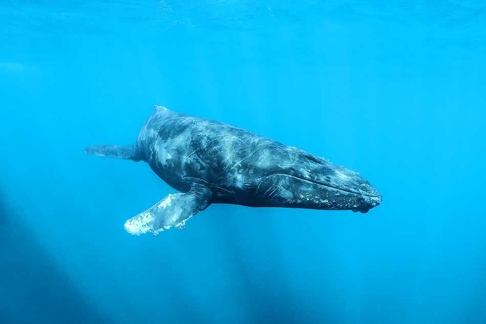 Baleine à bosse évoluant majestueusement dans un océan turquoise, symbole de la biodiversité marine.