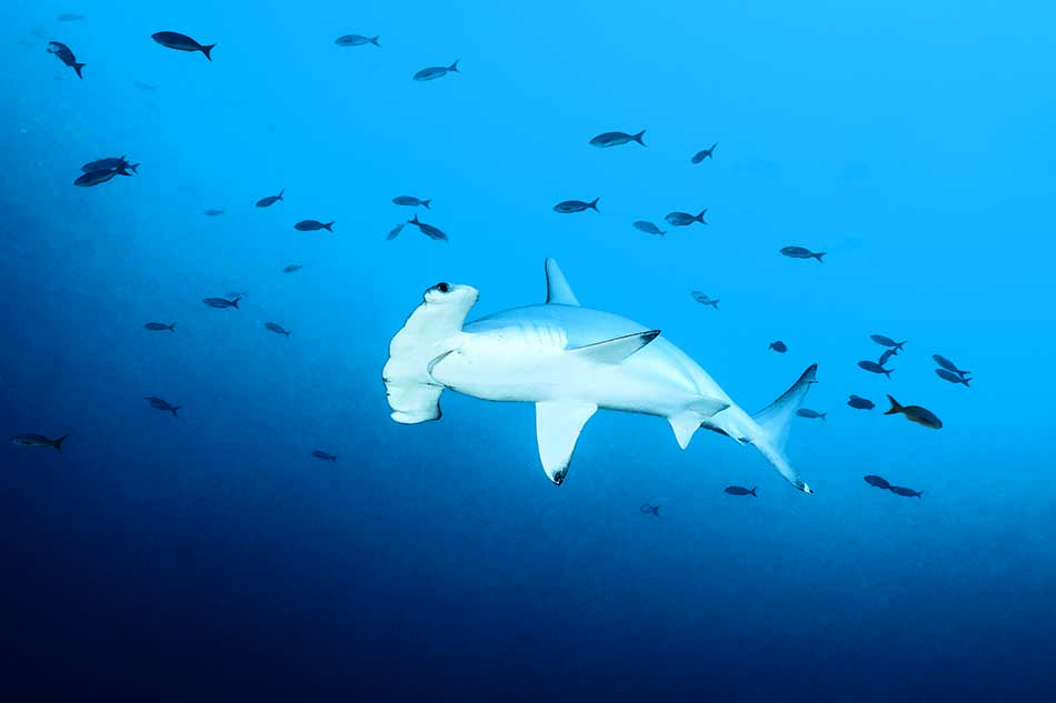 Un requin-marteau nage majestueusement parmi un banc de poissons dans un océan bleu.