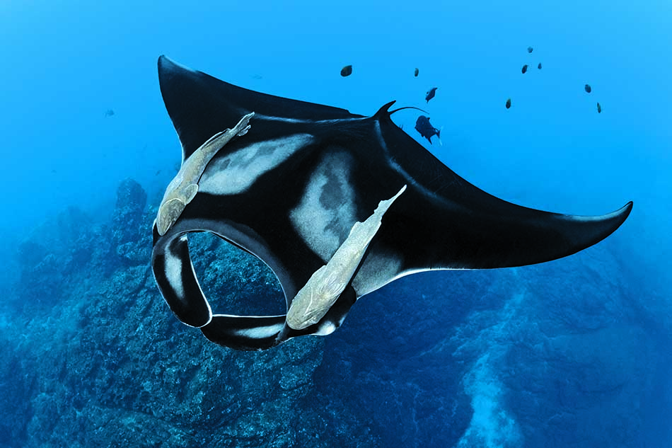 Une raie manta majestueuse nage dans les eaux cristallines, illustrant la beauté du monde sous-marin.