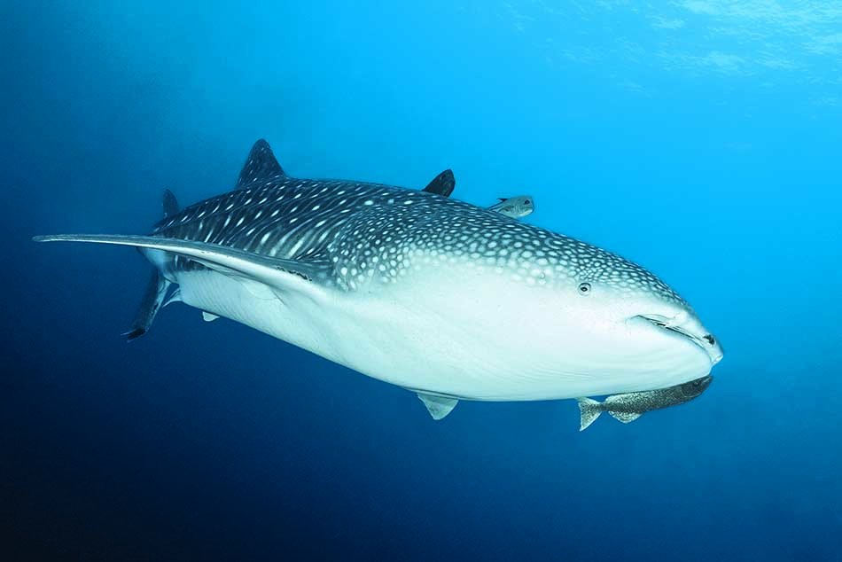 Un majestueux requin-baleine nage paisiblement dans les eaux cristallines, emblème de la plongée sous-marine.
