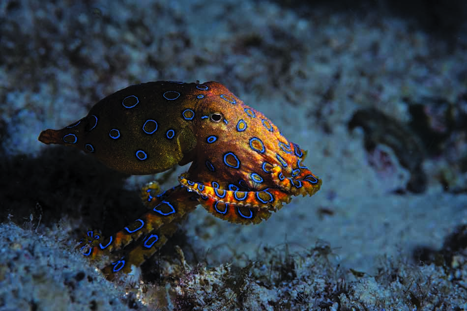 Un poulpe aux couleurs vives évolue dans un décor sous-marin fascinant, idéal pour les plongeurs.