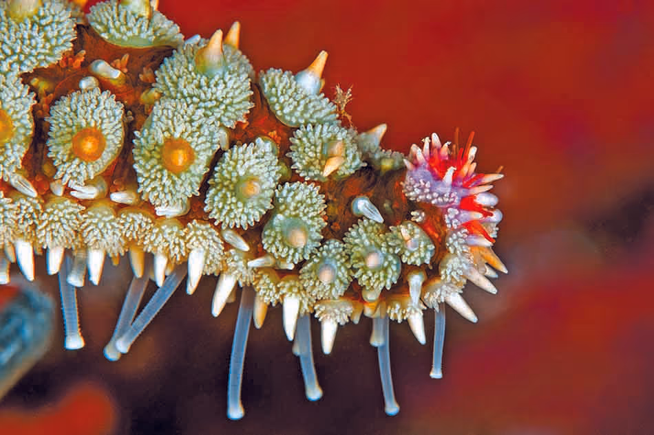 Un close-up d'une étoile de mer colorée, révélant la beauté du monde sous-marin.