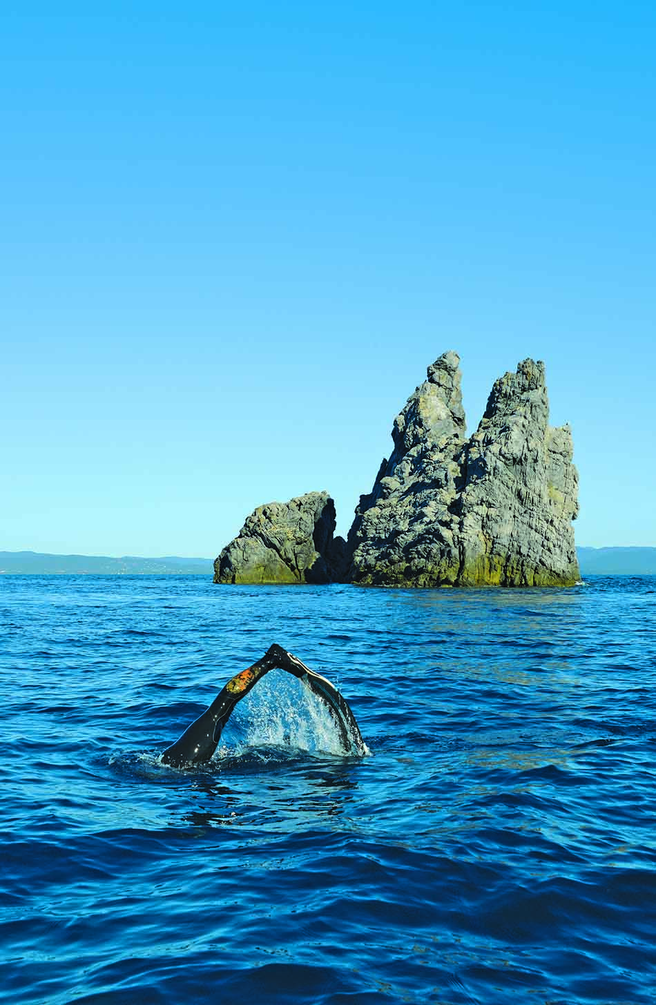 Une baleine émerge des eaux cristallines près de formations rocheuses impressionnantes, illustrant la beauté du monde sous-marin.
