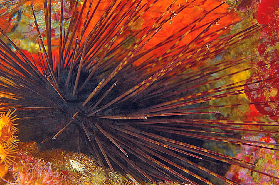 Un oursin aux épines longues se camoufle parmi les coraux colorés d'un récif vibrant.