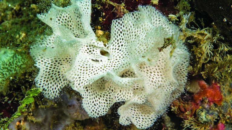 Cachés sous la dentelle